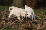 GOLDEN RETRIEVER 826